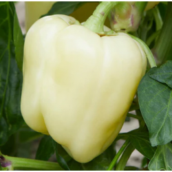 Poivron White Bell