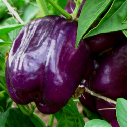 Poivron Purple Bell