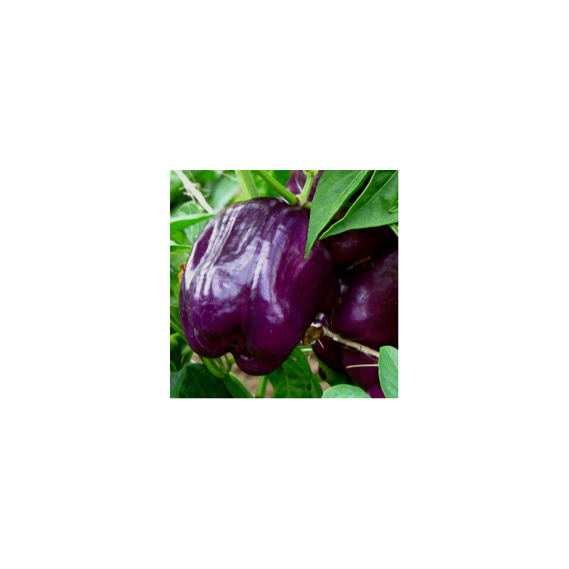 Poivron Purple Bell