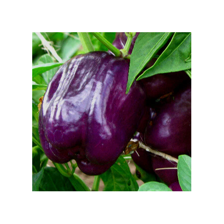 Poivron Purple Bell