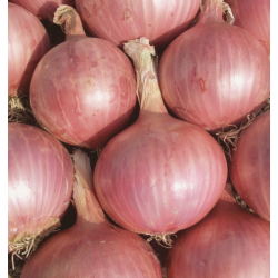 Oignon Rose kéravel (type...