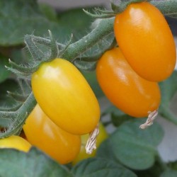 Tomate Dattorange F1