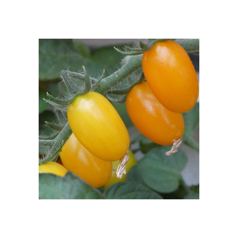 Tomate Dattorange F1