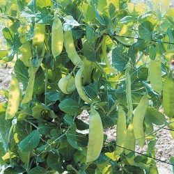 Pois Nain Mangetout Bamby