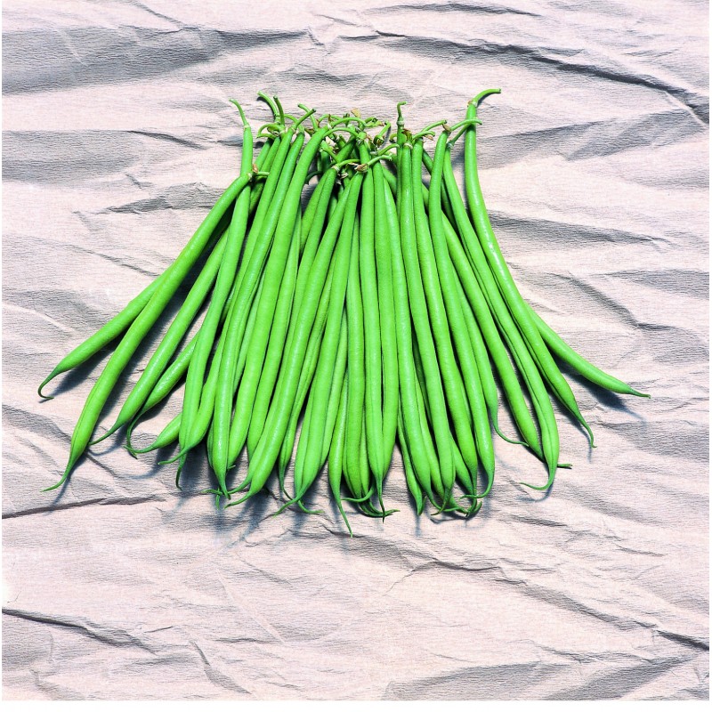 Haricot Nain Filet Mangetout Galion