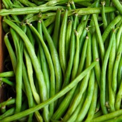 Haricot Nain Filet Mangetout Compass