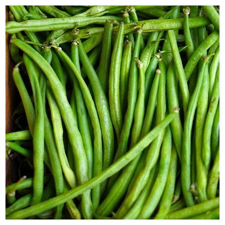 Haricot Nain Filet Mangetout Compass