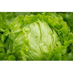 Laitue Batavia  Iceberg