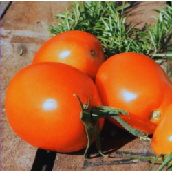 Tomate Rio Grande type Roma