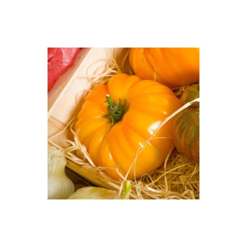 Tomate Brandywine Yellow