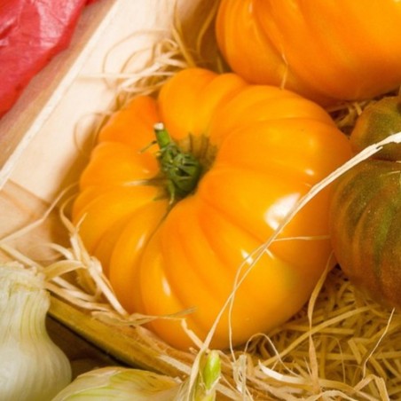 Tomate Brandywine Yellow