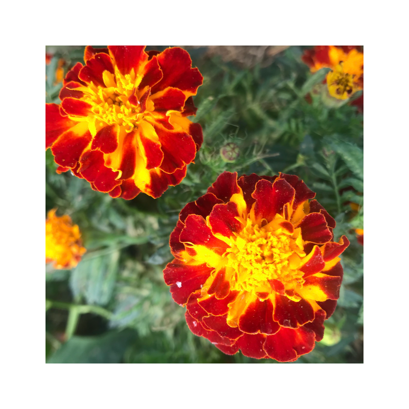 Oeillet d'Inde Carmen