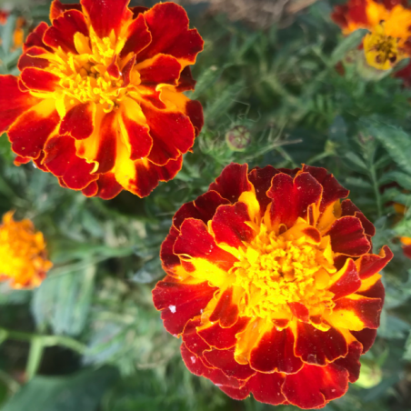 Oeillet d'Inde Carmen