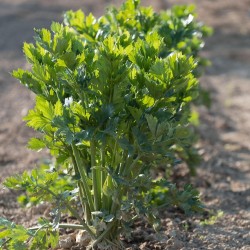 Céléri Vert à Couper d'Amsterdam