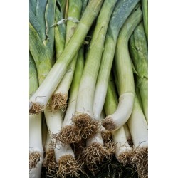 Poireau Géant d'hiver type de Liège