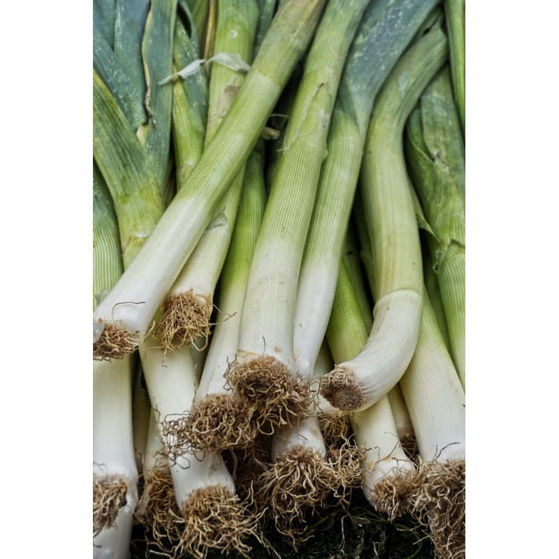 Poireau Géant d'hiver type de Liège