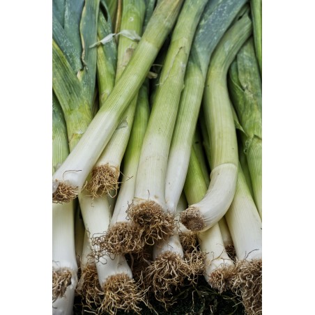 Poireau Géant d'hiver type de Liège