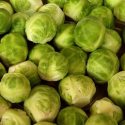 Chou de Bruxelles  Long Island