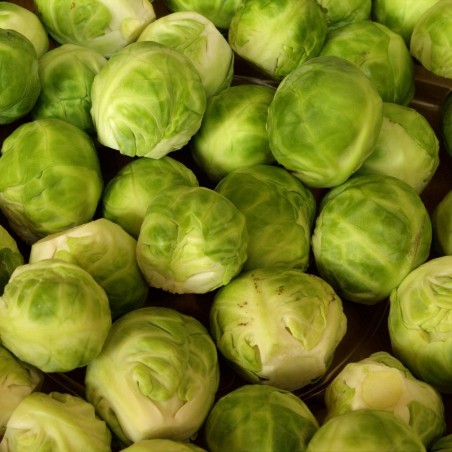Chou de Bruxelles  Long Island