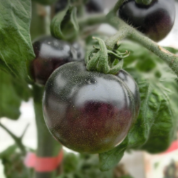 Tomate Noire de Crimée