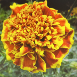 Oeillet d'Inde Bonita Boléro