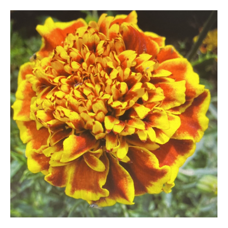 Oeillet d'Inde Bonita Boléro