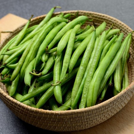 Haricot Nain Contender