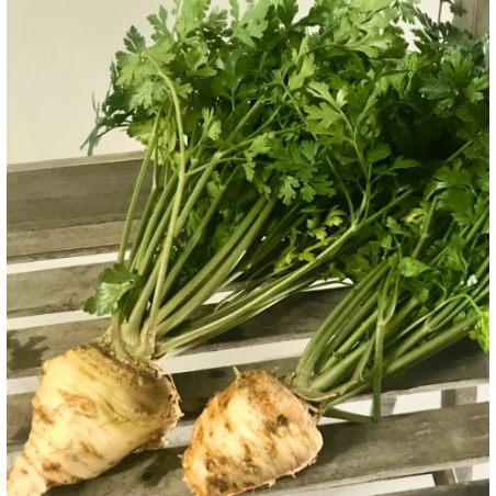 Persil à Grosse Racine Gros Hâtif