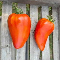 Tomate Andine Cornue