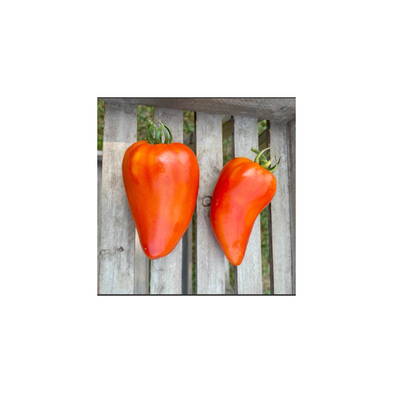 Tomate Andine Cornue