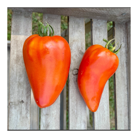 Tomate Andine Cornue