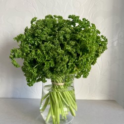 Persil Frisé Vert Foncé