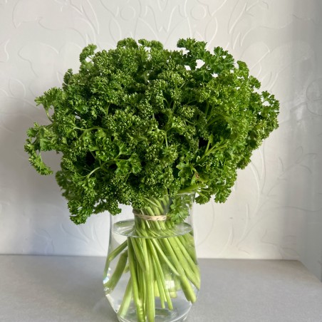 Persil Frisé Vert Foncé