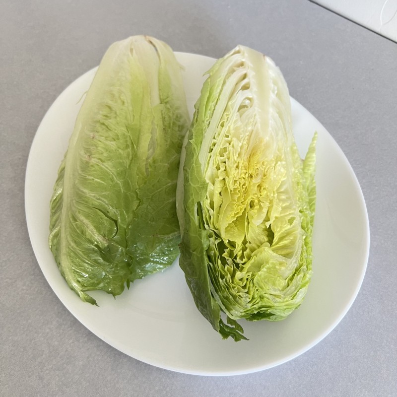 Laitue Romaine  Parris Island