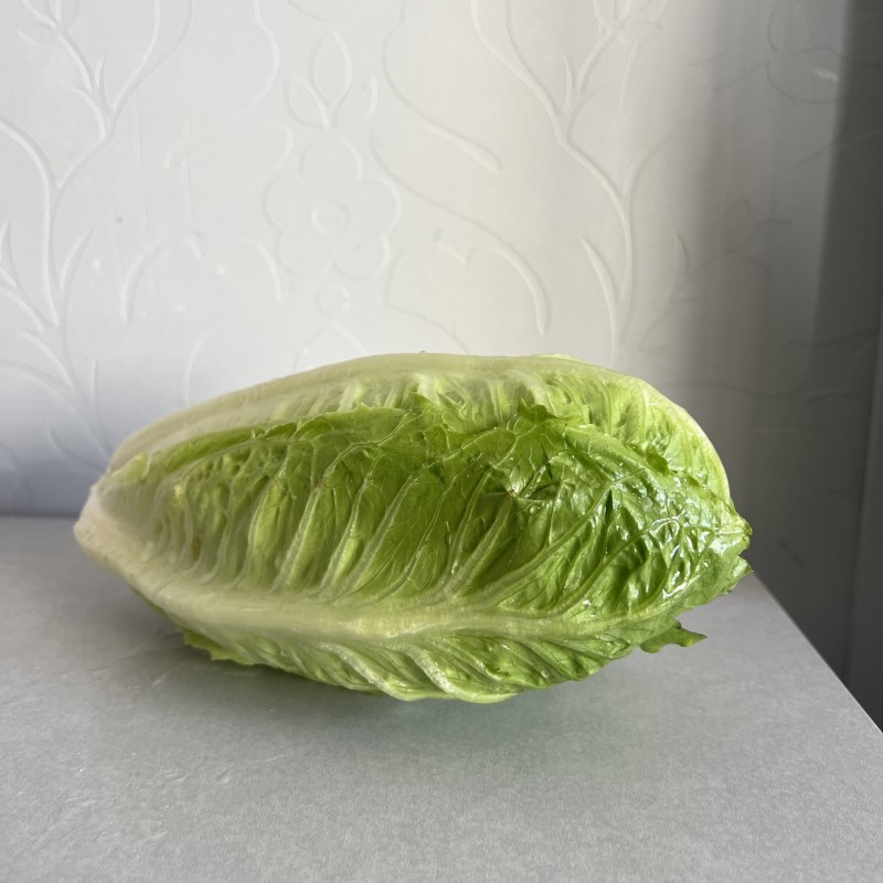 Laitue Romaine  Parris Island