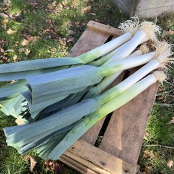 Poireau Géant d'hiver type de Liège