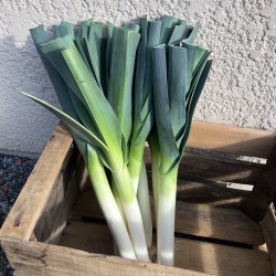 Poireau d'Hiver de Saint Victor