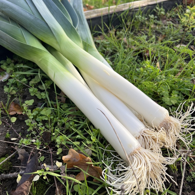 Poireau Bleu de Solaise