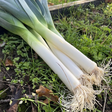 Poireau Bleu de Solaise