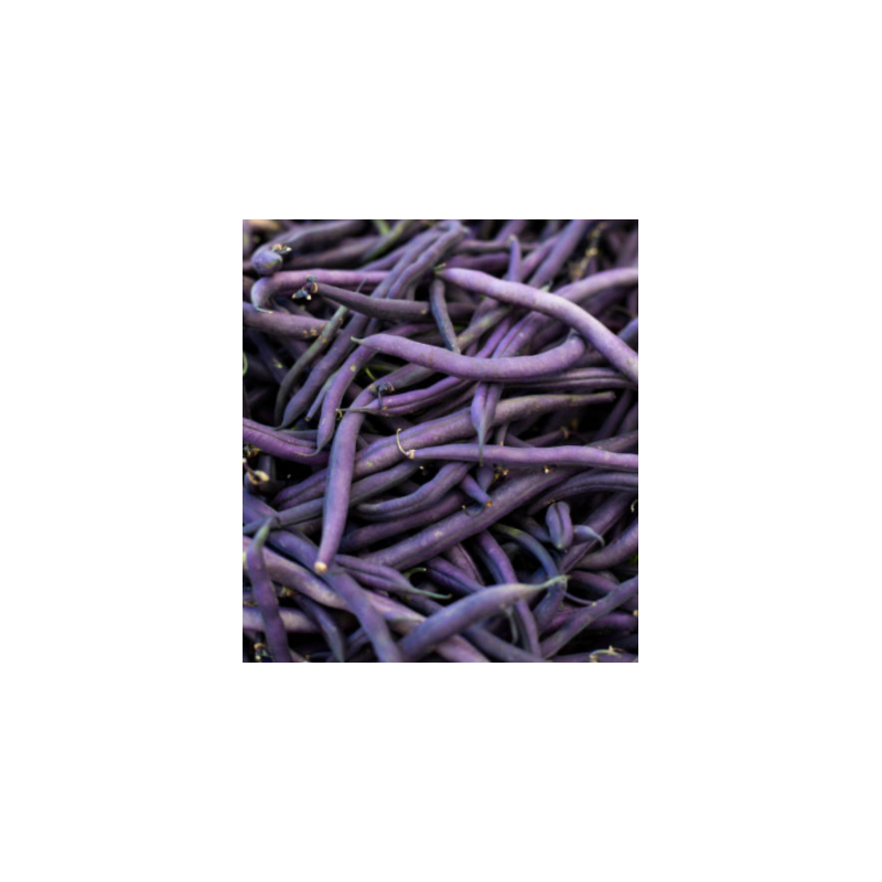 Haricot à Rame Blauhilde