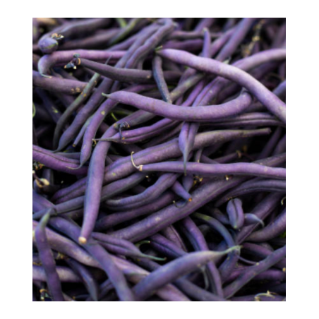 Haricot à Rame Blauhilde