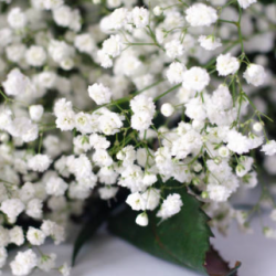 Gypsophile Paniculata Snow Flake