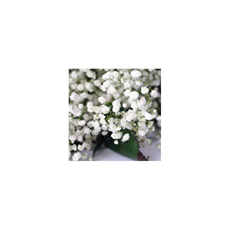 Gypsophile Paniculata Snow Flake