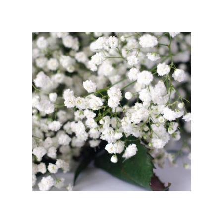 Gypsophile Paniculata Snow Flake