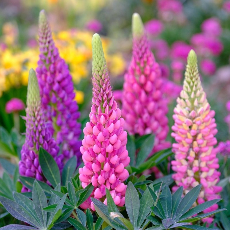 Lupin Polyphille de Russel Hyb. Varié     3gr