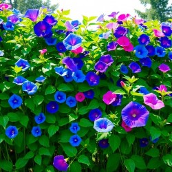 Ipomée Tricolor variée