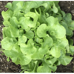 Laitue Salad Bowl Blonde