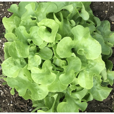 Laitue Salad Bowl Blonde