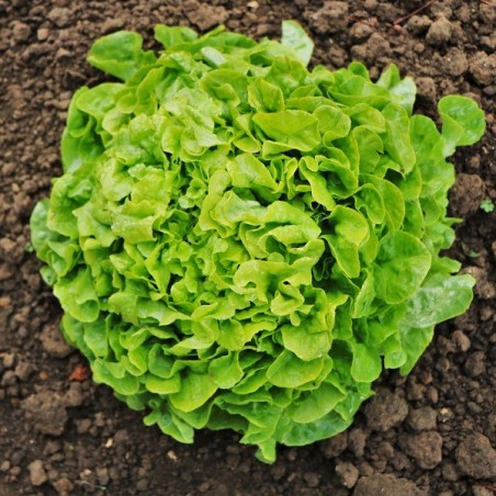 Laitue à couper  Panisse