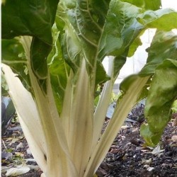 poirée verte à carde blanche